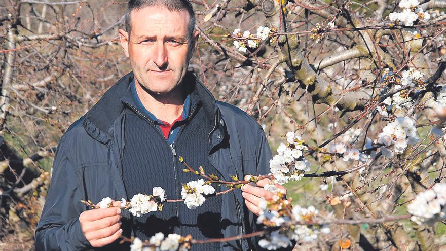«La campaña de la cereza se presenta muy bien, la floración va a buen ritmo»