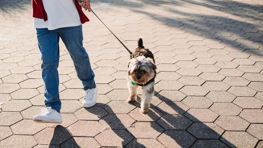 PASEAR PERRO: ¿Cuál es la mejor hora del día para pasear a un perro?  Ventajas e inconvenientes de cada momento