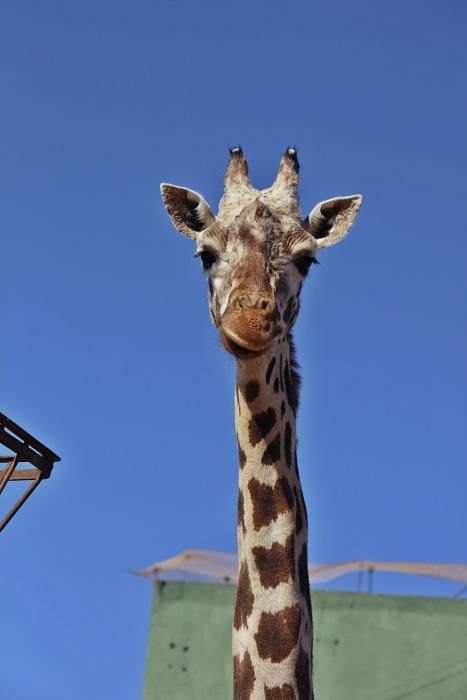 Im Safari Zoo Sa Coma gibt es in diesem Jahr besonders viel Nachwuchs.