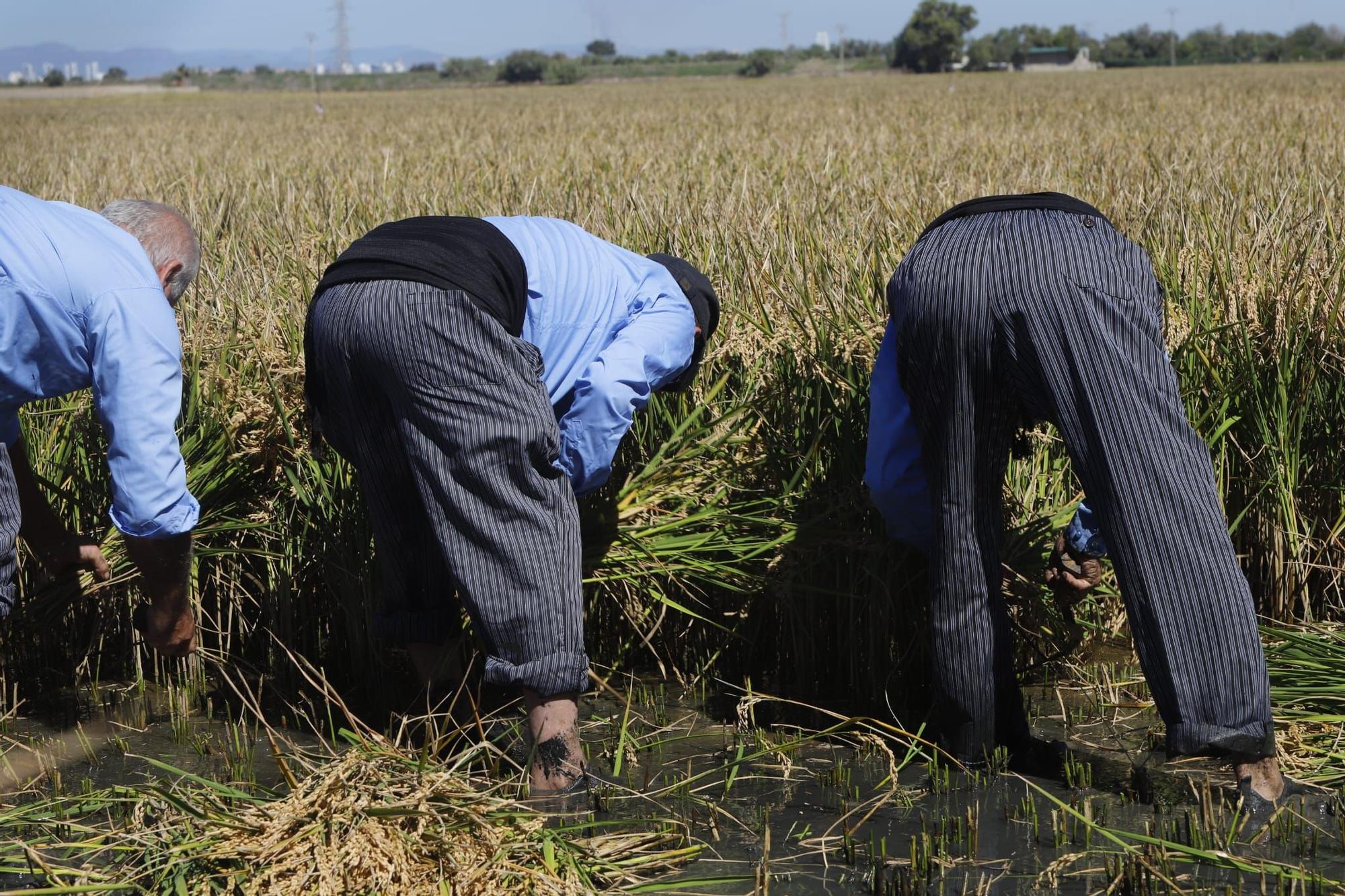 Catarroja celebra la X Fiesta de la Siega del Arroz