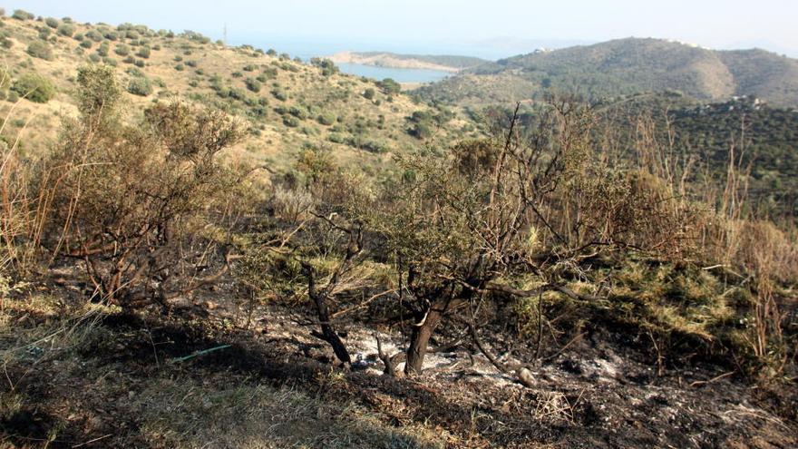 El cos de la víctima es va trobat completament calcinat a tocar d&#039;una pista forestal propera a Colera · ACN