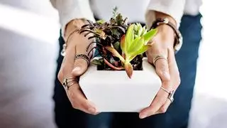 Adiós a las macetas: la solución casera reciclando envases de comida para hacer tu propio jardín en casa