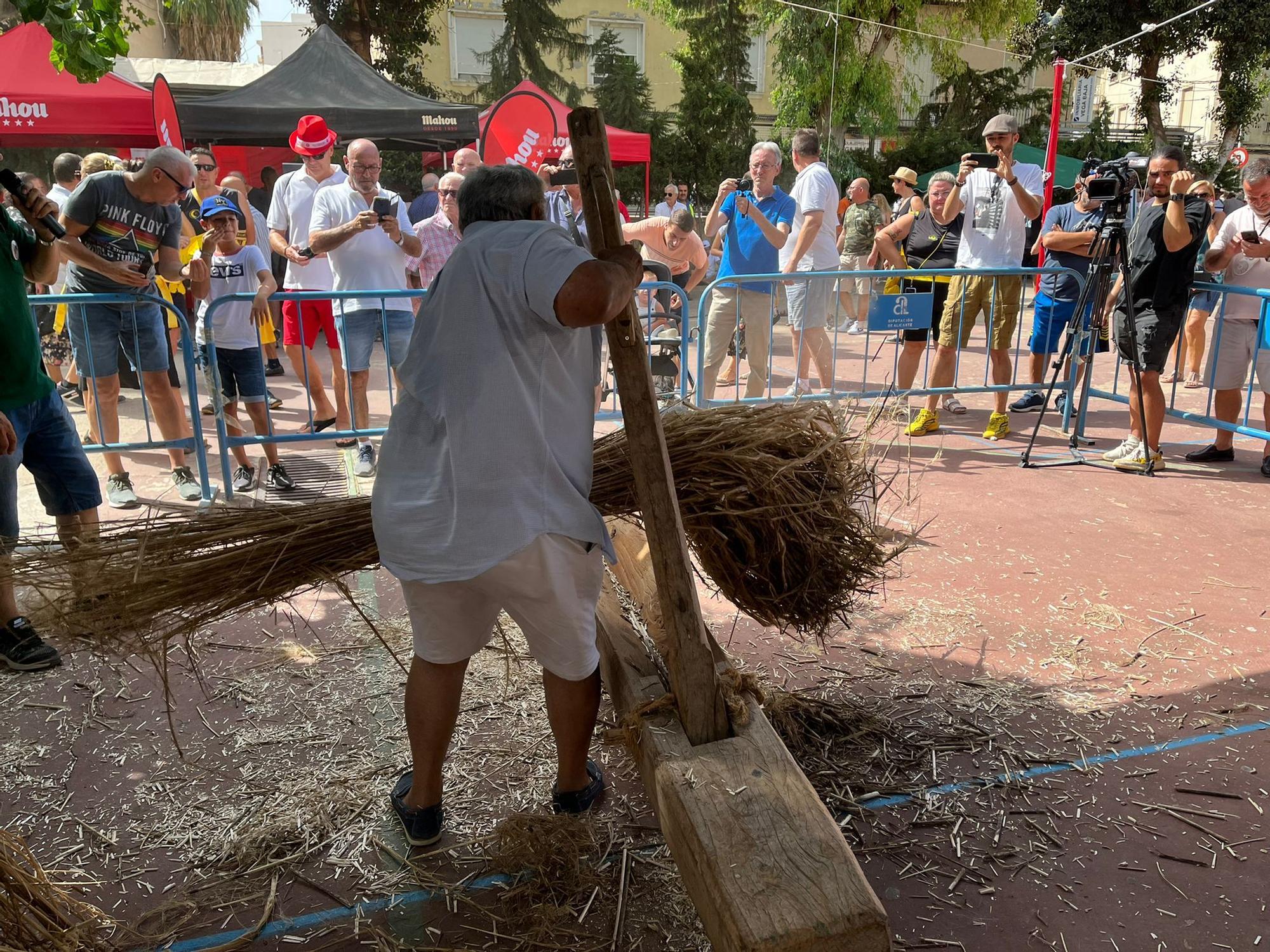 Callosa demuestra que el cáñamo es un cultivo tradicional y de futuro