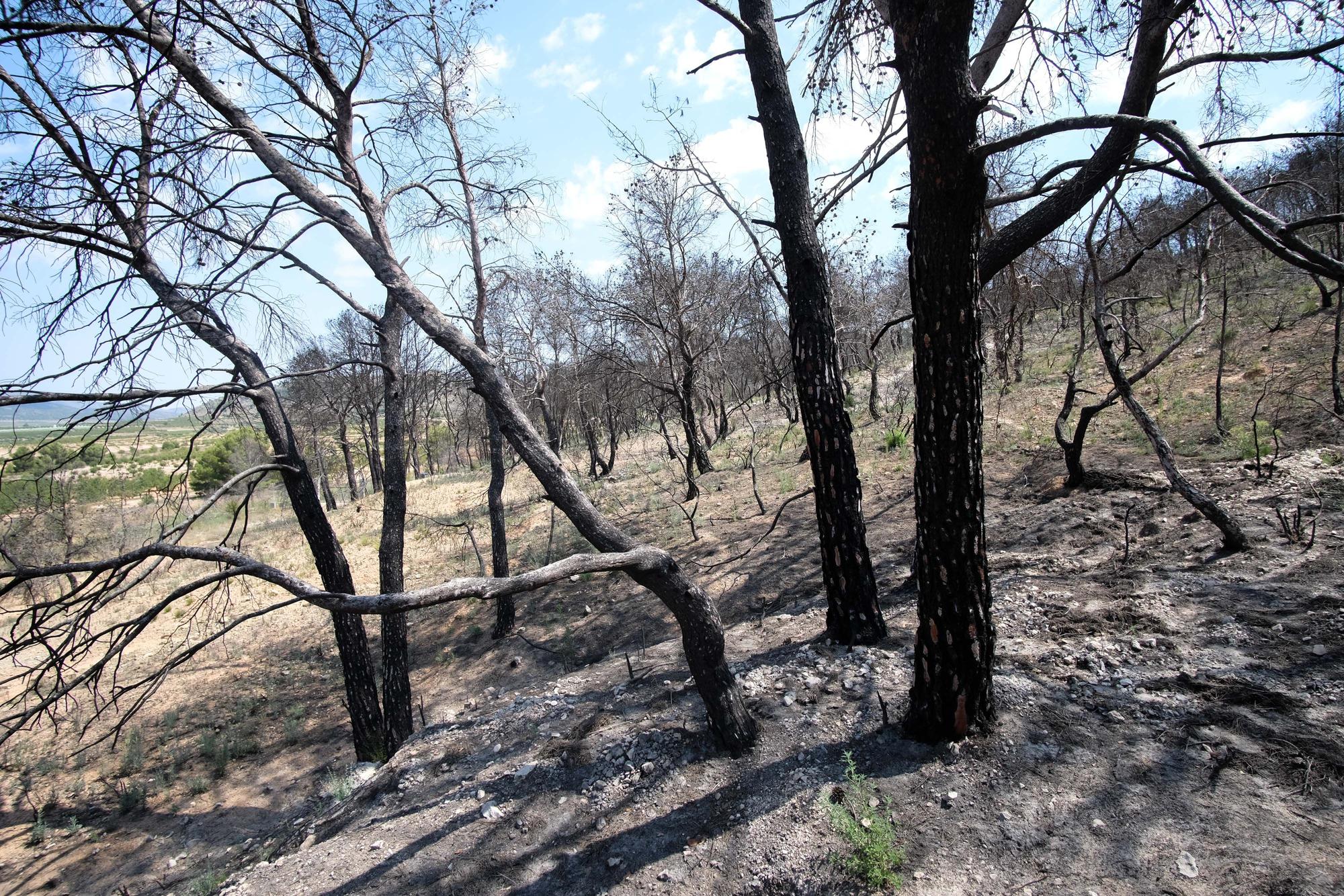 Un año después del incendio forestal en la sierra de la Zafra y Las Pedrizas de Monóvar la zona presenta un aspecto desolador