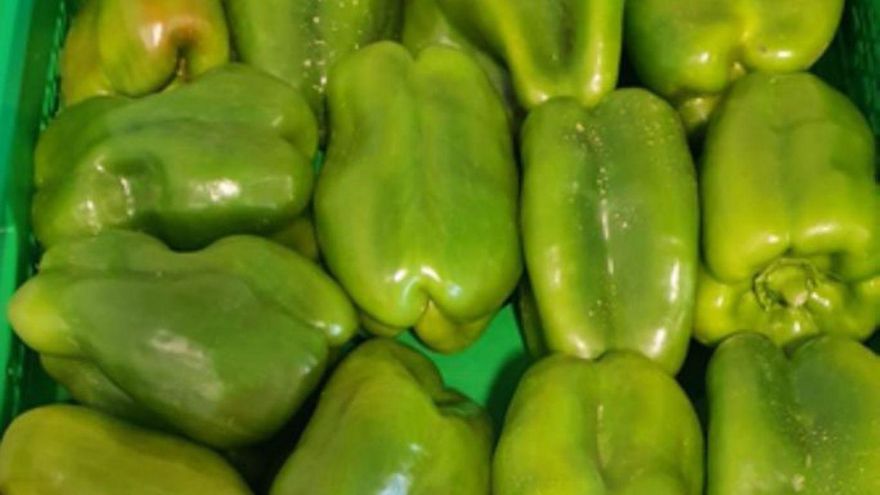 Más de 600.000 kilos de pimiento del Tera y 60 familias pendientes del riego