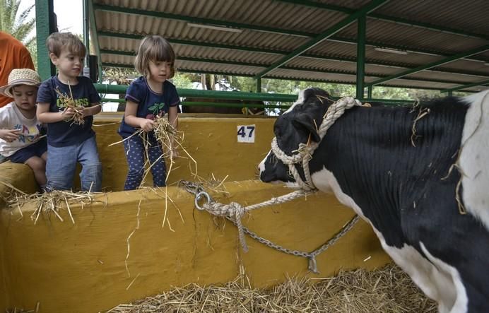 ARUCAS GRAN CANARIA A 27/05/2017. Feria de Ganado en la Granja del Cabildo de Gran Canaria. FOTO: J.PÉREZ CURBELO