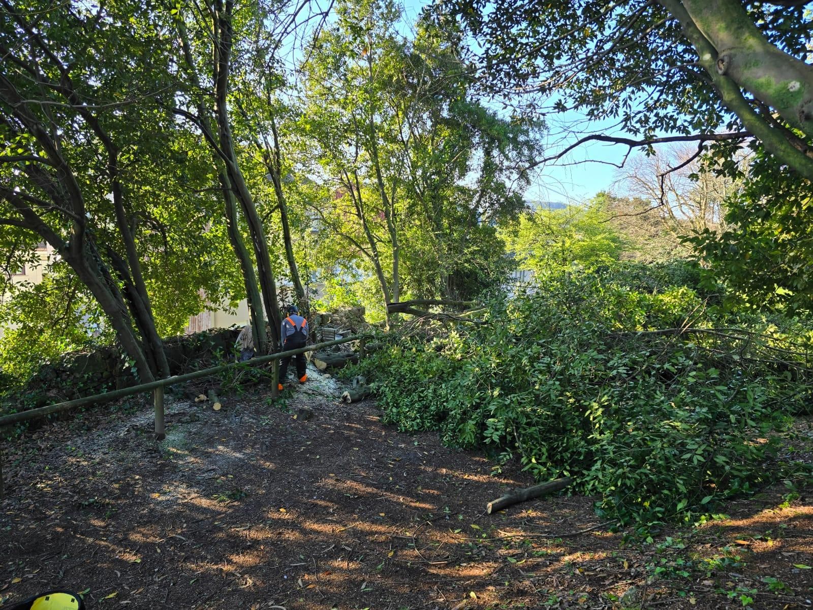 Los operarios municipales retomaron la tala de seguridad en el Parque Botánico Enrique Valdés Bermejo.