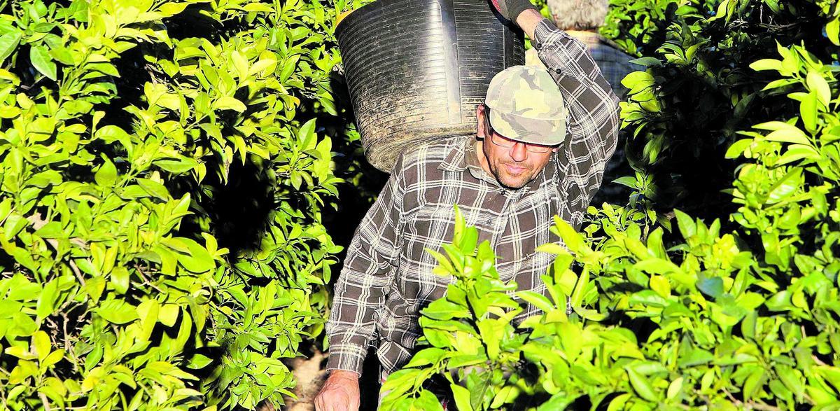 Un collidor recoge naranjas en una finca. Los cítricos son los cultivos más afectados por el abandono.