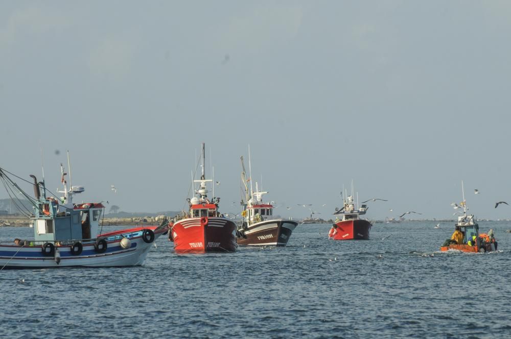 Así comenzó la temporada de la volandeira y la zamburiña en la ría de Arousa // Iñaki Abella