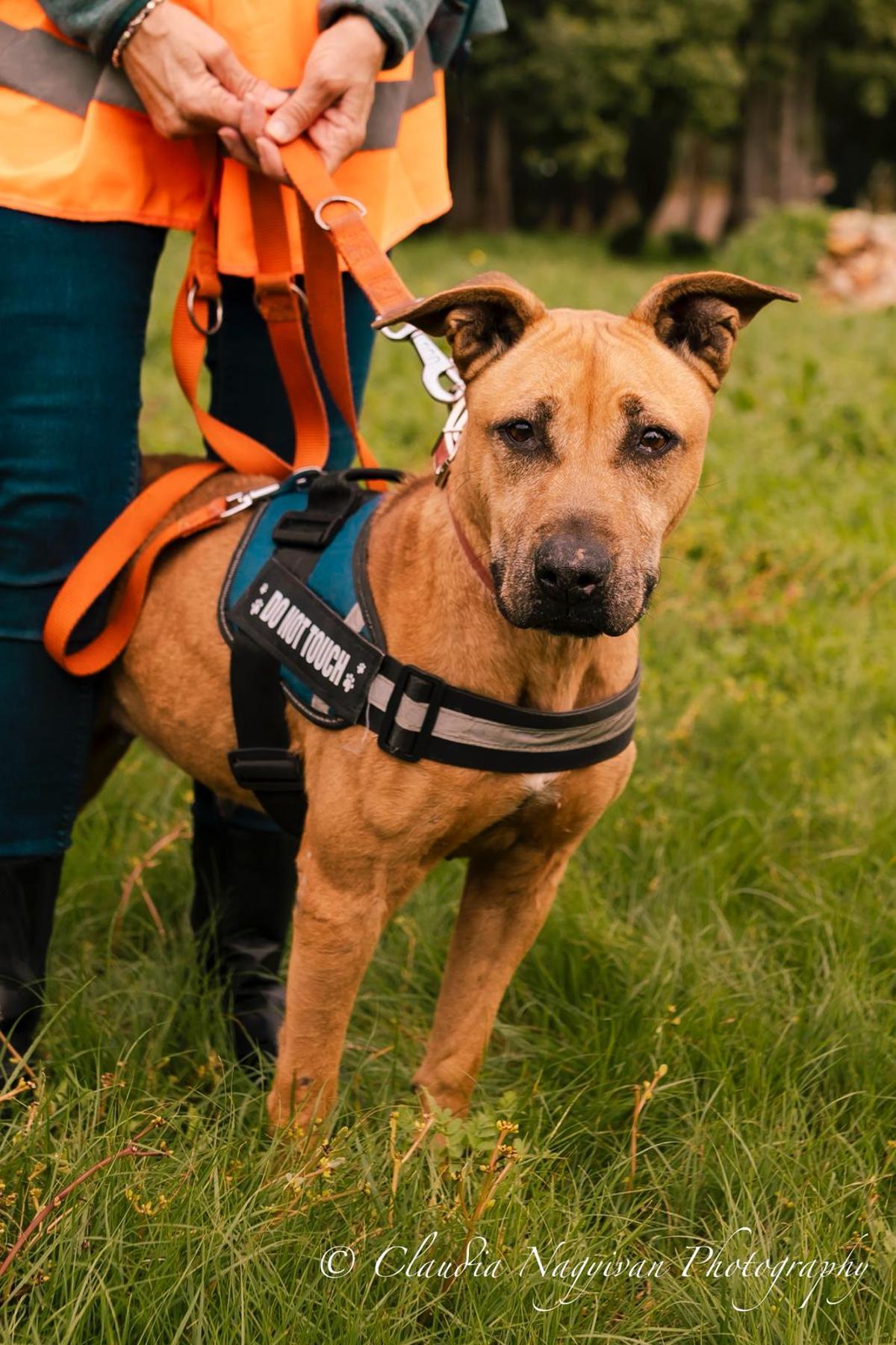 Estos son los perros que se podrán adoptar en el desfile que organiza la asociación Peluditos de Son Reus
