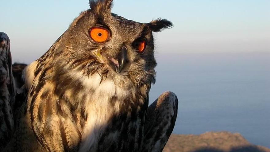 El duc ja és present en nou àmbits del Parc Natural del Cap de Creus