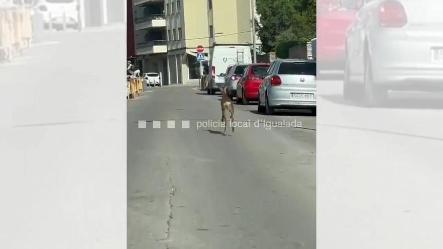 Un cabirol per Igualada