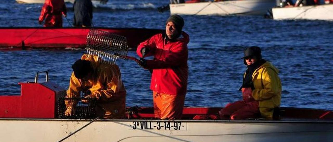 Actividad en el banco de libre marisqueo de Os Lombos do Ulla.