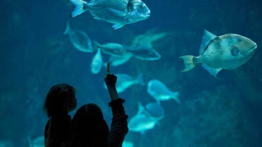 Público en el Acuario de Gijón.