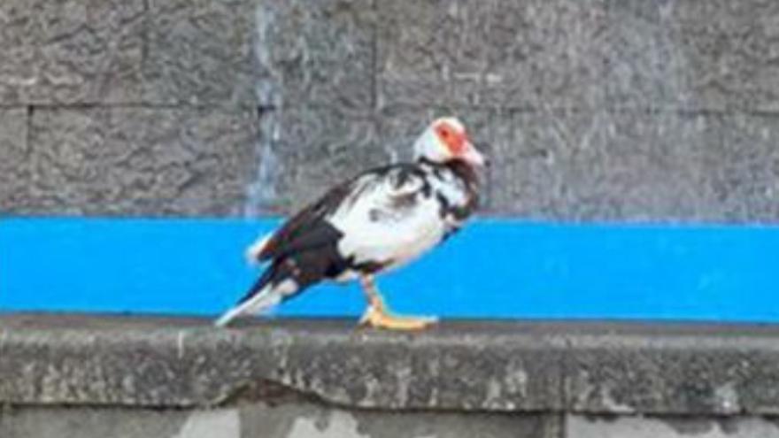 El pato el pasado viernes mientras se refrescaba en la fuente.