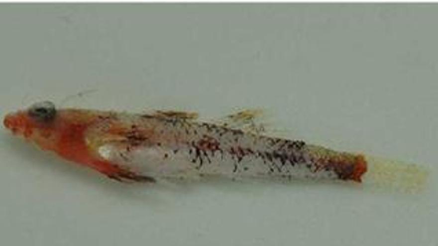 El ´speleogobius llorisi´.