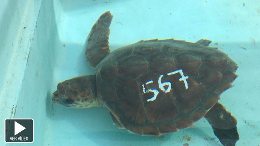 Amputan la aleta de una tortuga por culpa de las redes de pesca de Las Canteras