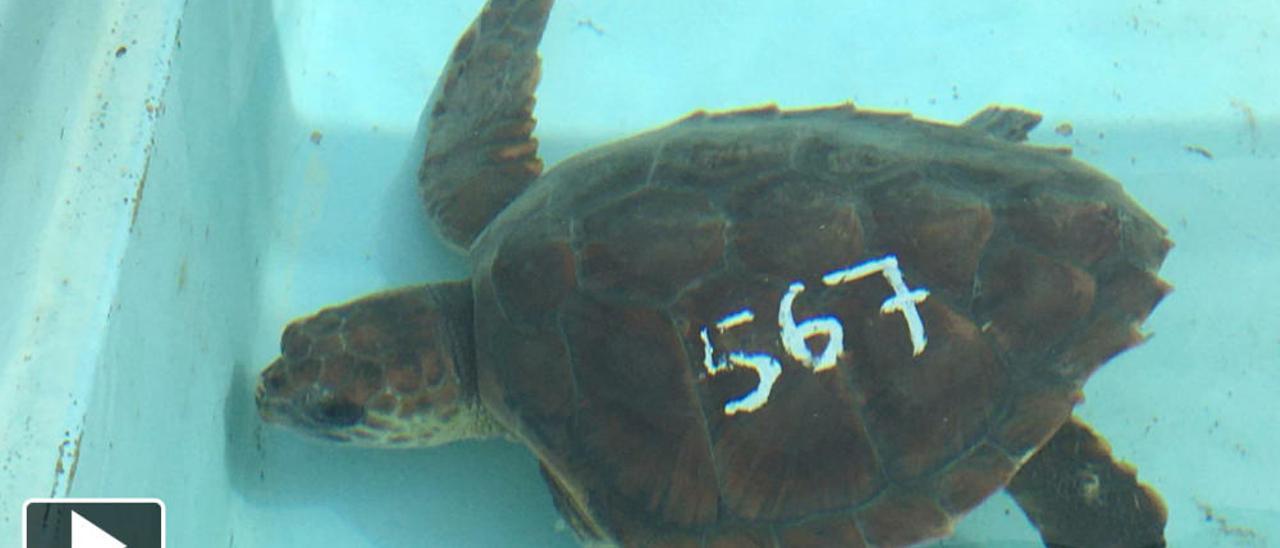 Amputan la aleta de una tortuga por culpa de las redes de pesca de Las Canteras