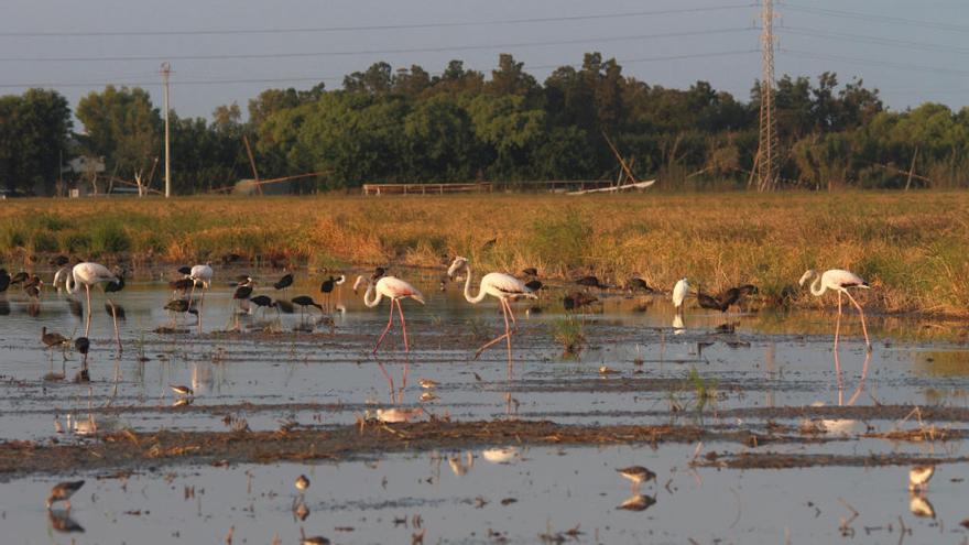 L&#039;Oceanogràfic colabora con la Junta de Andalucía para recuperar flamencos