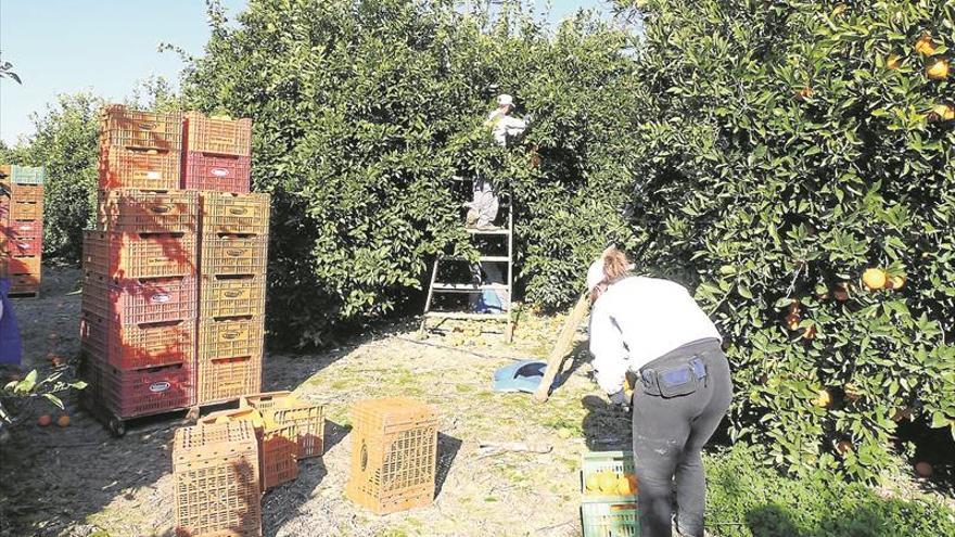 Arranca la campaña citrícola con una merma en la producción de un 5%