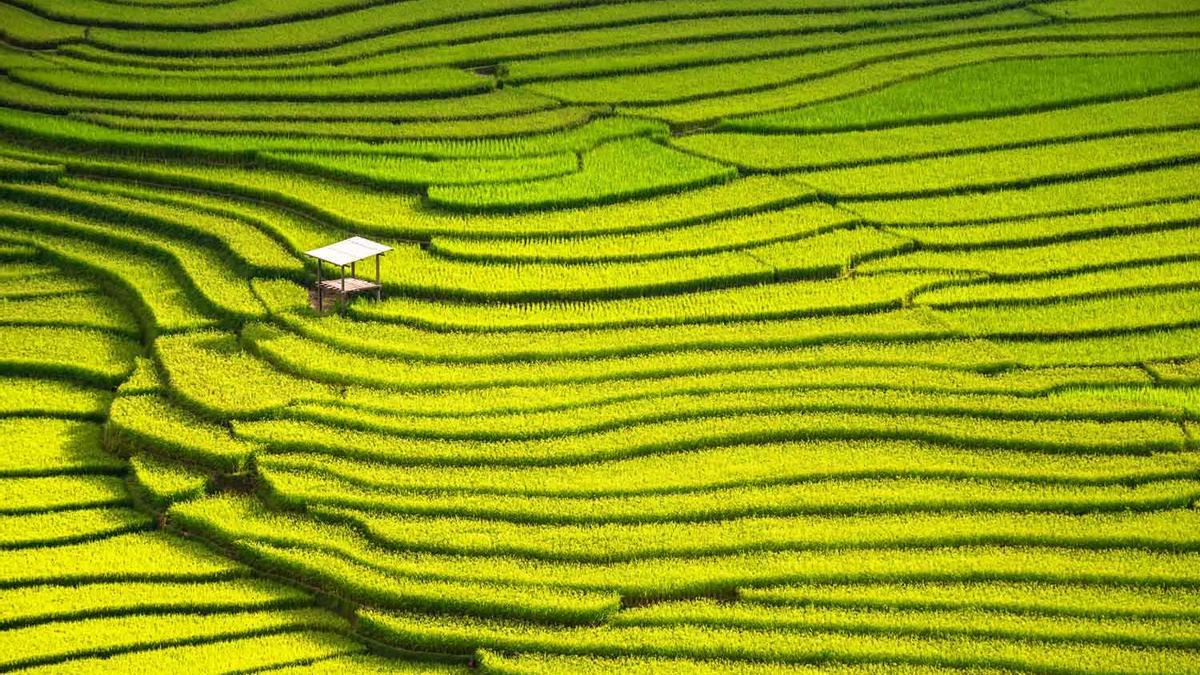 Arrozales de Ifugao