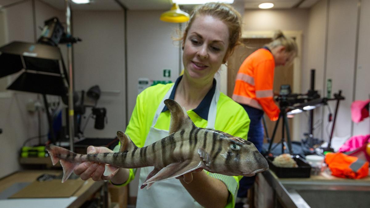 Hallan un fósil de un gigantesco tiburón prehistórico en aguas australianas.