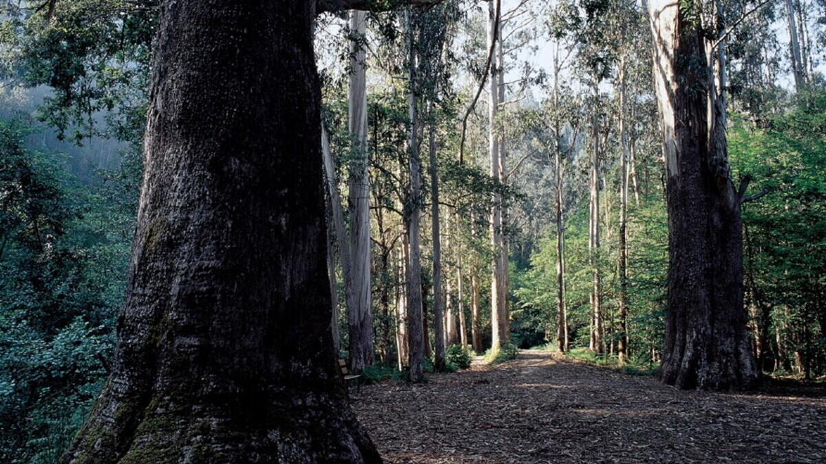 Este "bosque de gigantes" ha enamorado a National Geographic