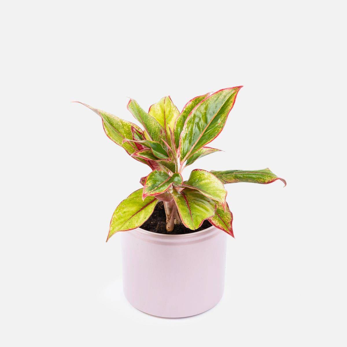 Aglaonema Red Siam Aura