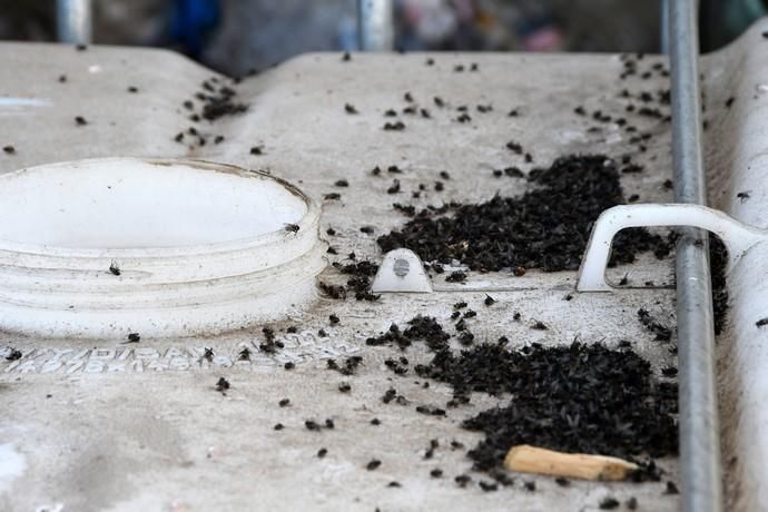 16/01/2019 EL GORO. TELDE. Plaga de moscas en los plasticos en el Polígono Industrial de El Goro. Fotografa: YAIZA SOCORRO.