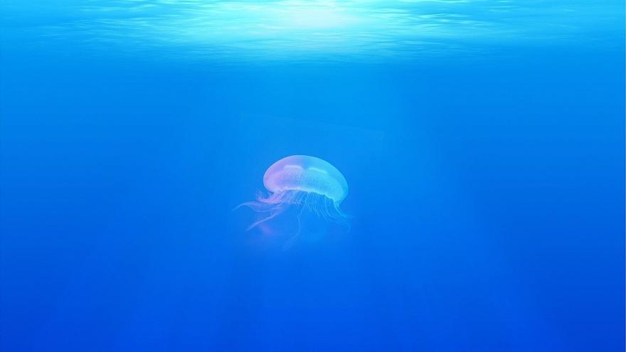 Picadura de medusa: síntomas y causas