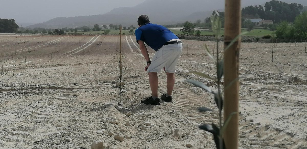 Uno de los proyectos busca encontrar variedades de olivo resistentes al riego con aguas salinas.