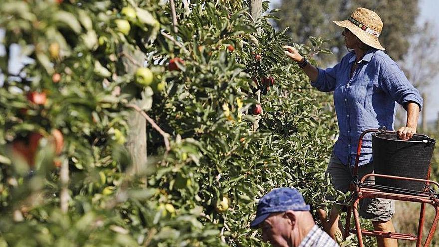 La collita de la poma requereix uns 2.000 treballadors