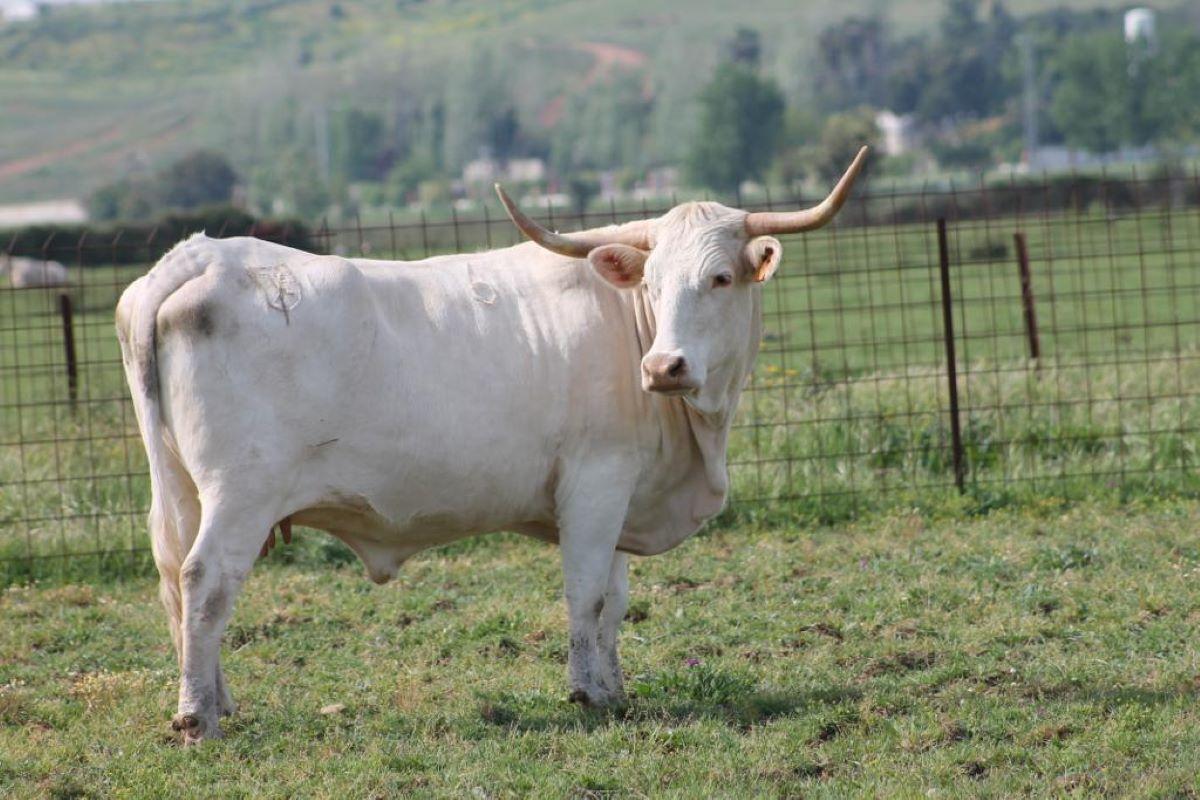 Una vaca blanca cacereña.