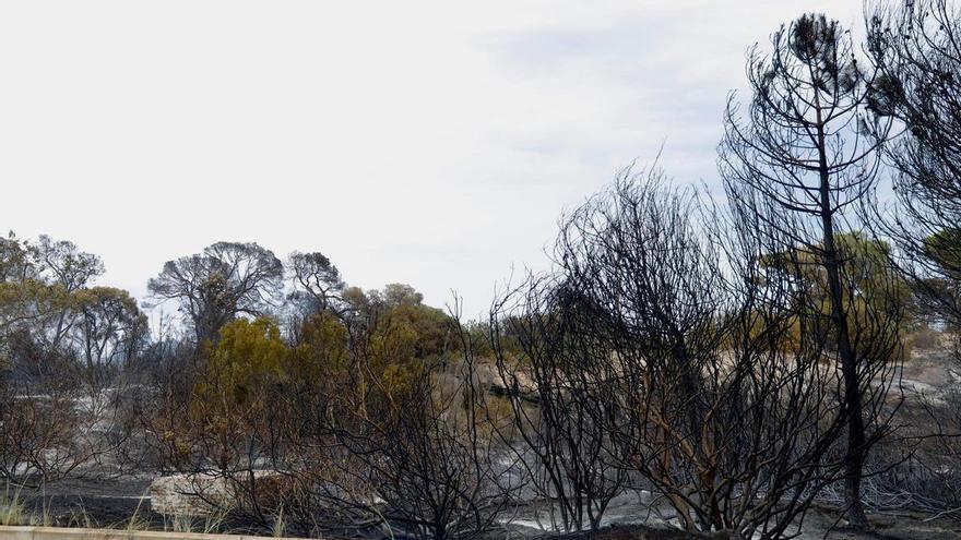 Plataforma Forestal Valenciana: "La protección de ver y no tocar no está funcionando"