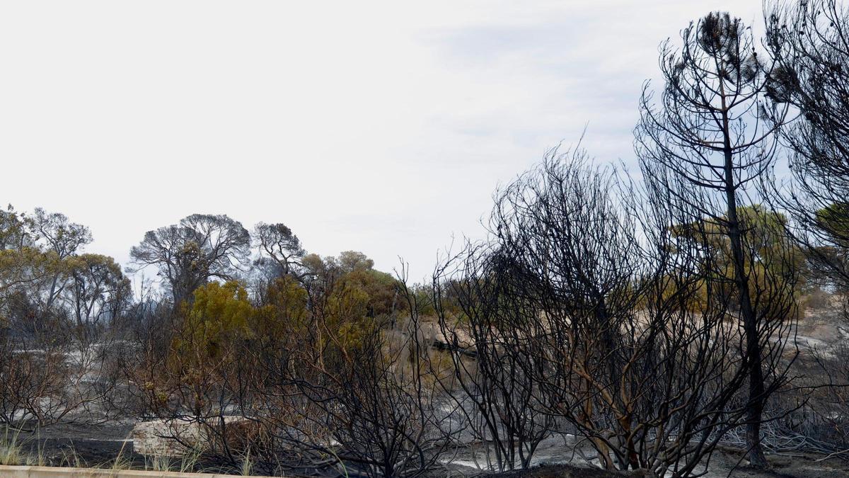 Las primeras imágenes del Saler tras el devastador incendio en la Devesa