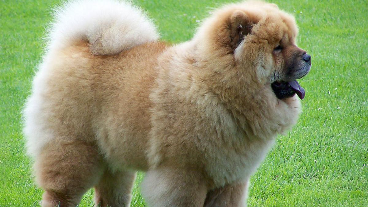 Chow Chow.