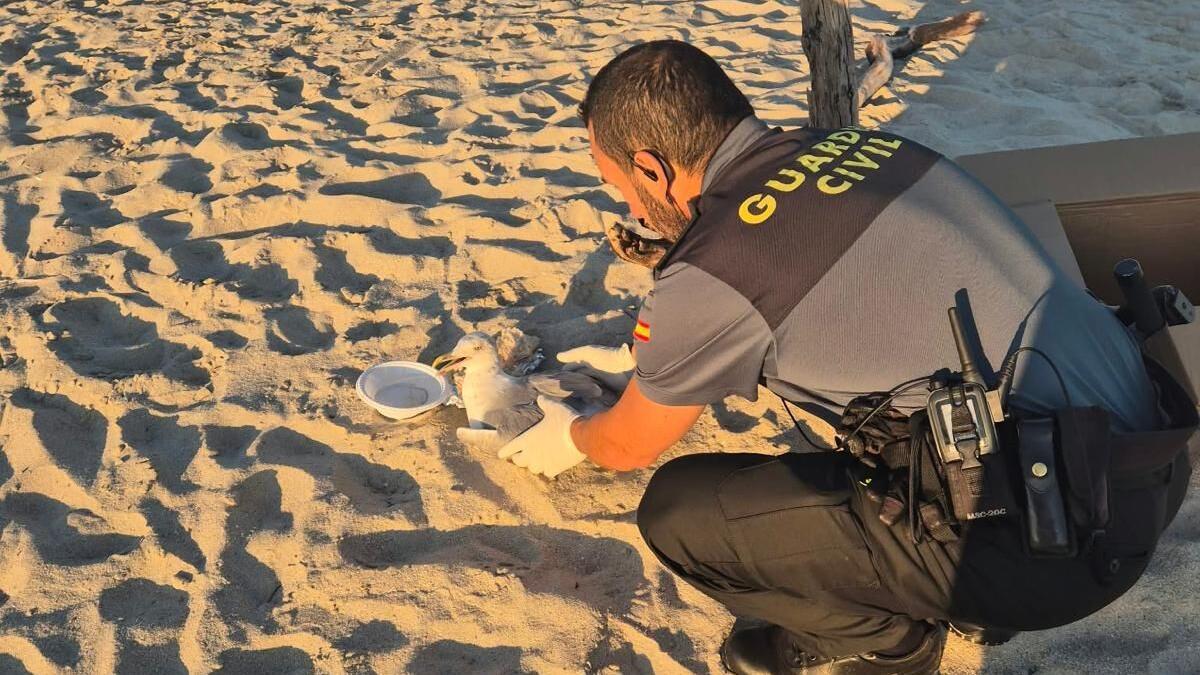 Un cabo del Seprona rescata a una gaviota herida en Nerga tras dos días esperando ayuda en la arena