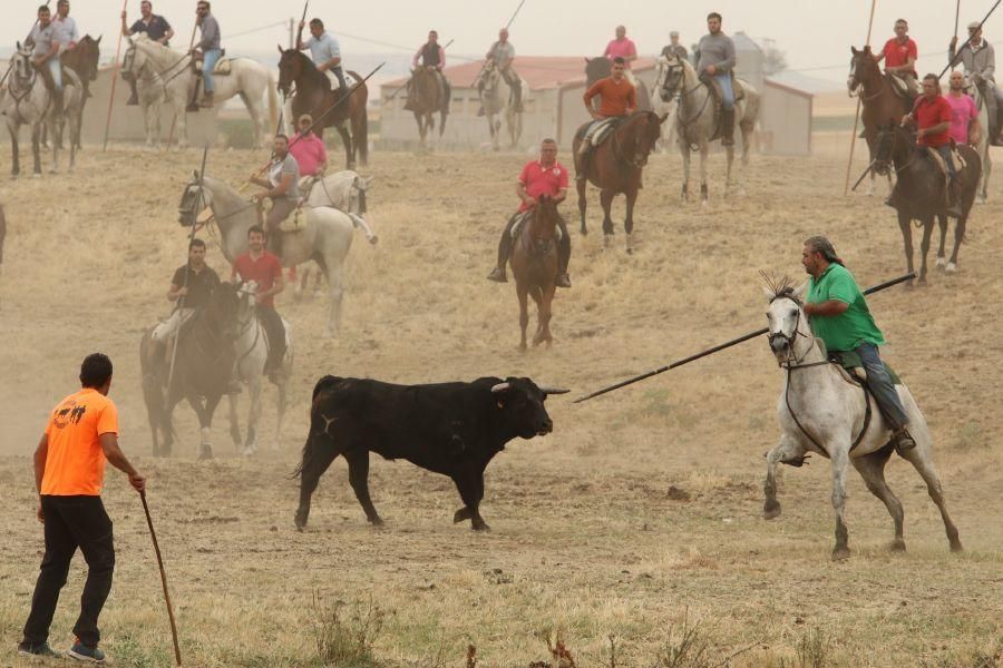 Segundo encierro taurino en Guarrate