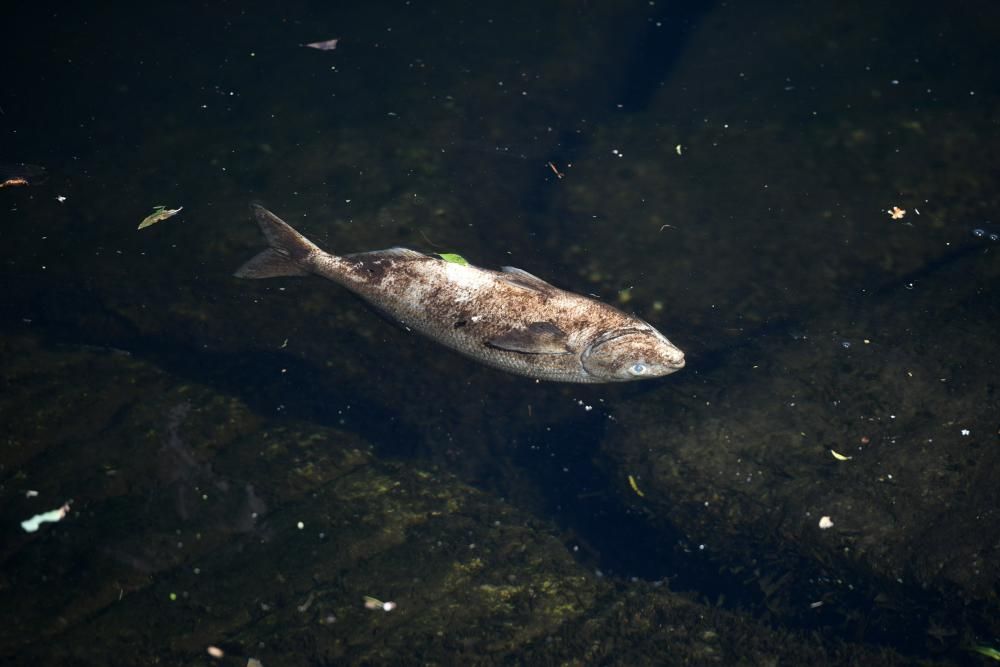 Aparecen peces muertos flotando en el río Lérez