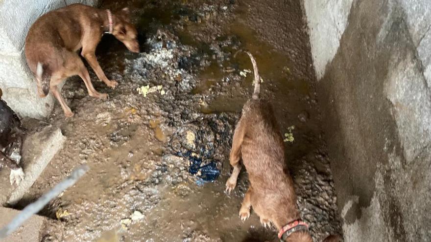 Denuncian un presunto delito de maltrato animal a más de 30 perros en Tenerife