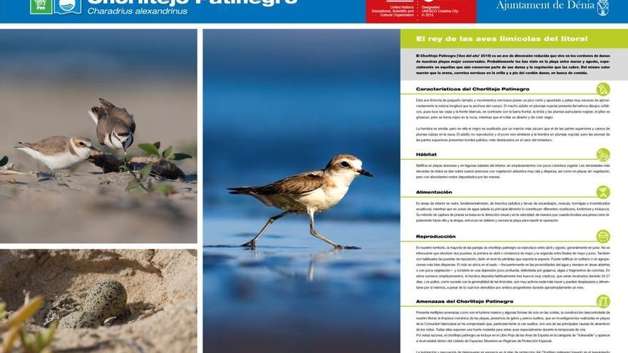 El chorlitejo patinegro es un ave amenazada que anida en las playas de Dénia