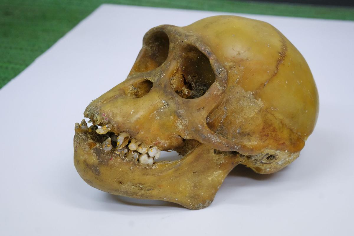Cráneo del mono Felipe, que estuvo en el zoo del Parque Doramas.
