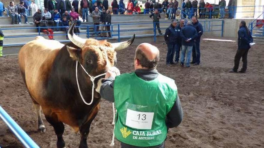 &quot;Salao&quot;, el toro campeón de tipo normal.