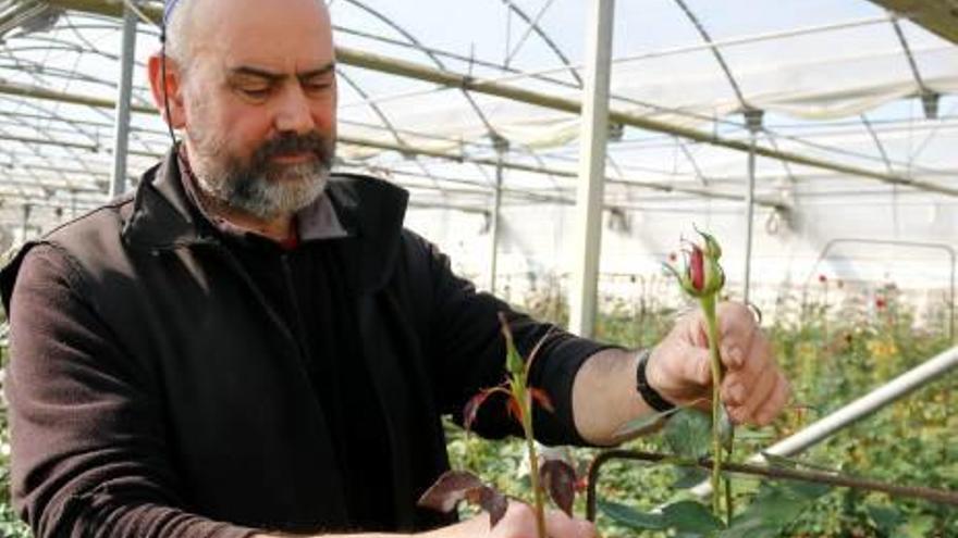 Floriach, en un dels hivernacles de la seva plantació.