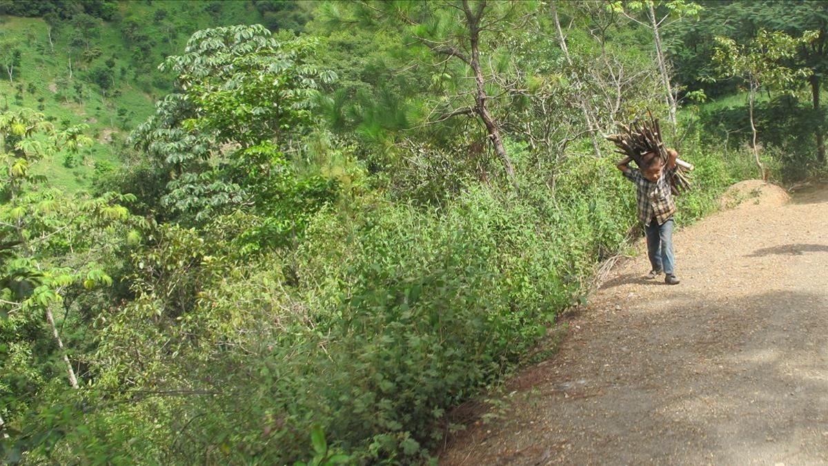 Un niño carga leña en Guatemala.