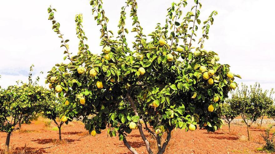 El Codony, fruta de otoño que resurge en la alta cocina