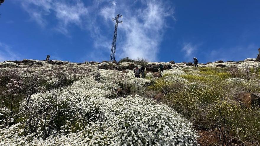 En la cumbre de Gran Canaria ya es primavera: flores y color tras las lluvias
