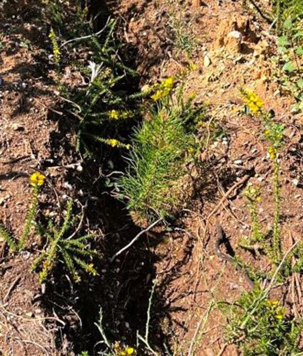 Zona de repoblación de Caja Rural de Zamora en A Graña, Forcarei.