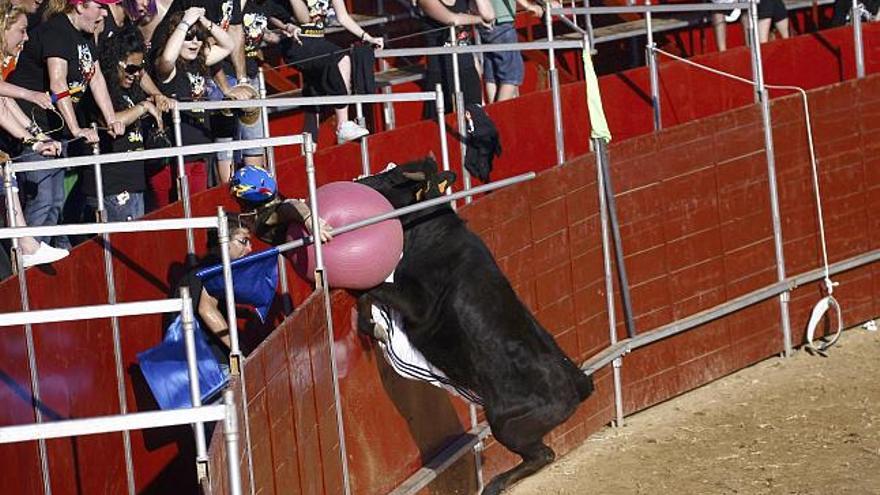 Una de las vaquillas intenta saltar la barrera de la plaza de toros de Ifeza, durante las pruebas del &quot;Vaca Prix&quot;