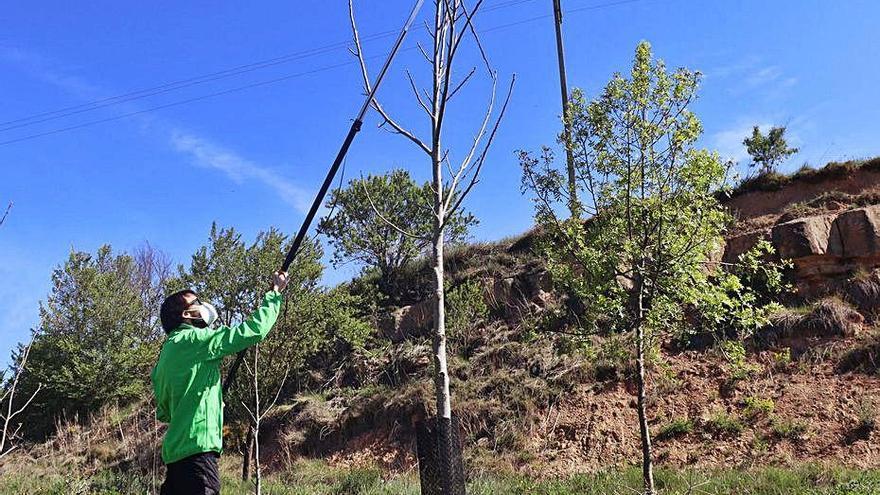 Imatge de la plantació experimental del CTFC al Solsonès